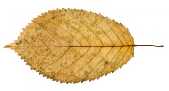 back side of fallen yellow leaf of prunus tree isolated on white background