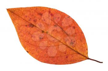 fallen autumn red leaf of apple tree isolated on white background