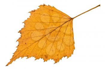 back side of fallen autumn yellow leaf of birch tree isolated on white background