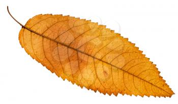 back side of autumn yellow leaf of ash tree isolated on white background