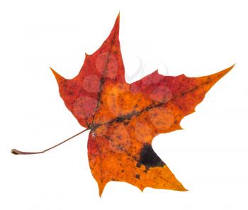 pied red autumn leaf of maple tree isolated on white background