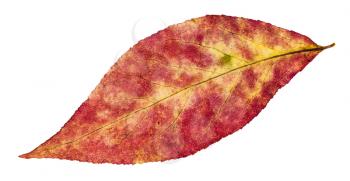 autumn pied leaf of willow tree isolated on white background