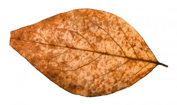 back side of broken dried leaf of poplar tree isolated on white background