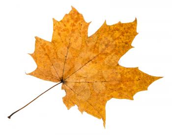 autumn rotten leaf of maple tree isolated on white background