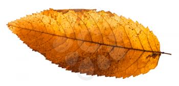 back side of autumn rotten leaf of ash tree isolated on white background