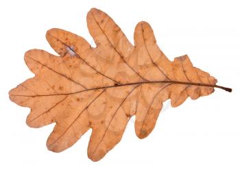 fallen leaf of oak tree isolated on white background
