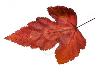 autumn leaf of viburnum tree isolated on white background