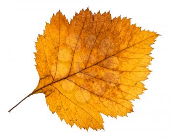yellow autumn leaf of hawthorn tree isolated on white background
