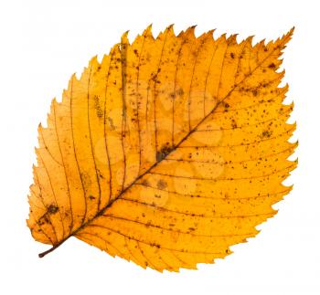 yellow fallen leaf of elm tree isolated on white background