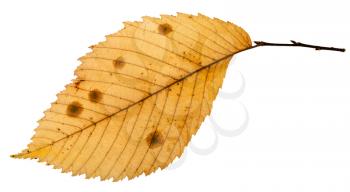 back side of rotten autumn leaf of elm tree isolated on white background