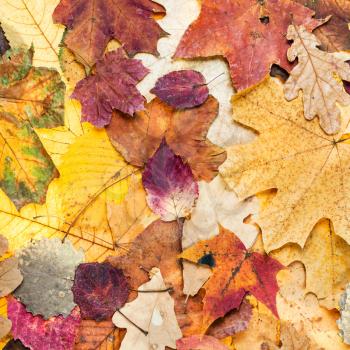 natural autumn background from various color leaves of oak, maple, alder, aspen trees
