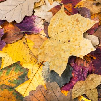 natural autumn background from pied fallen leaves of oak, maple, alder trees
