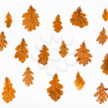 collage from common oak autumn leaves on white background