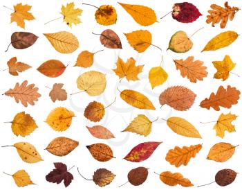 collage from various dried autumn fallen leaves isolated on white background