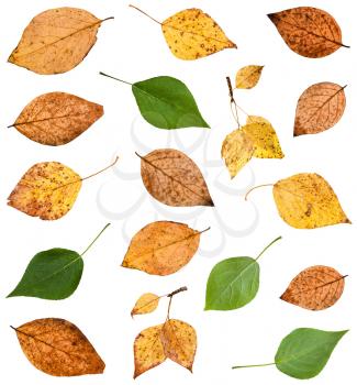 set of various leaves of poplar trees isolated on white background
