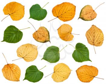 set of various leaves of linden trees isolated on white background
