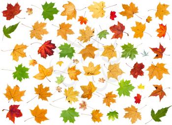 set of various leaves of maple trees isolated on white background
