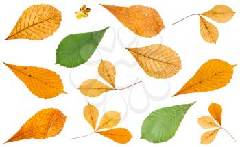 set of various leaves of horse chestnut trees isolated on white background