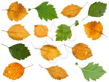 set of various leaves of hawthorn trees isolated on white background