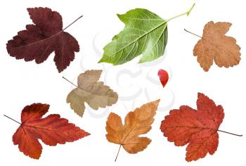 set of various leaves of viburnum trees isolated on white background