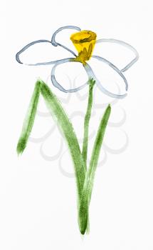 training drawing in suibokuga sumi-e style with watercolor paints - narcissus (jonquil) flower hand painted on white paper