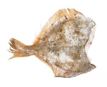 back side of raw frozen headless flounder fish isolated on white background
