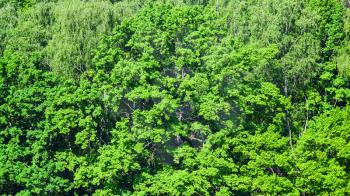 above view of lush foliage of oak tree in green forest illuminated by sun in summer day