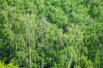above view of birch grove in green forest illuminated by sun in summer day