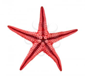 back side of dried red starfish (sea star) isolated on white background