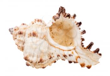 empty white seashell of mollusk isolated on white background