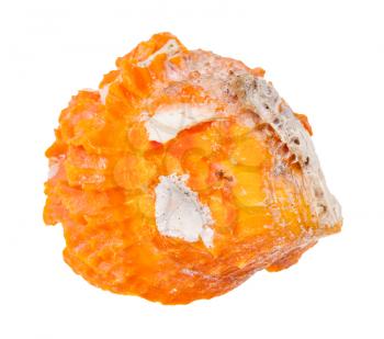 old orange seashell of clam isolated on white background