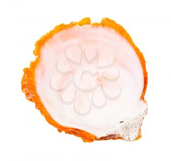empty orange seashell of clam isolated on white background