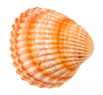 striped orange shell of cockle isolated on white background
