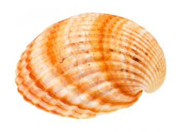 striped orange conch of cockle isolated on white background