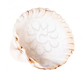empty white shell of cockle isolated on white background
