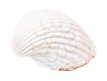 white shell of cockle isolated on white background