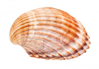 brown shell of cockle isolated on white background