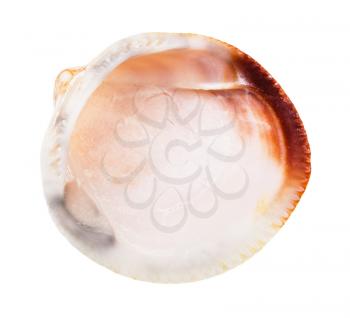 empty seashell of clam isolated on white background