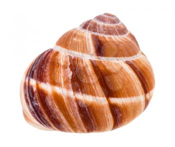 shell of roman snail isolated on white background