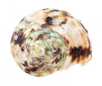 helix green and brown spotted conch of whelk mollusc isolated on white background