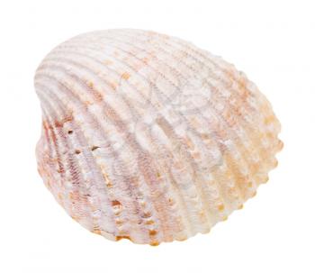 pink shell of cockle isolated on white background