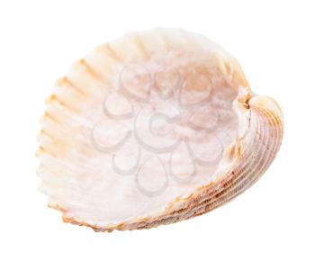 empty pink shell of cockle isolated on white background