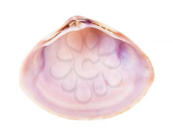 empty pink violet shell of clam isolated on white background