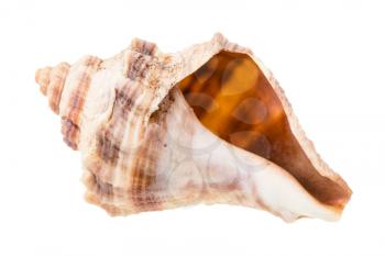 empty brown shell of whelk mollusk isolated on white background