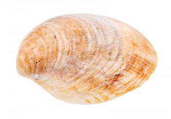 old yellow brown shell of clam isolated on white background