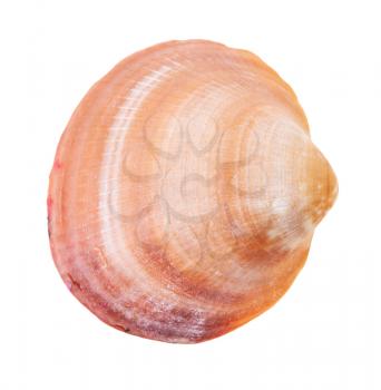 orange brown shell of clam isolated on white background