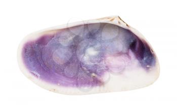 empty dark violet conch of clam isolated on white background