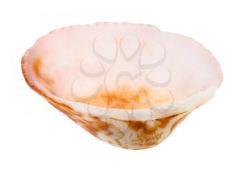 empty orange and pink conch of clam isolated on white background
