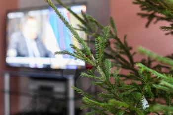 green twigs of live Christmas Tree and TV set on background at home indoor