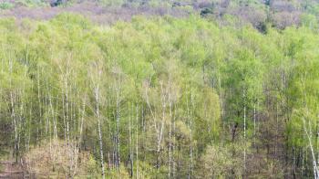 aerial view of birch trees with first green leaves in forest in sunny spring day